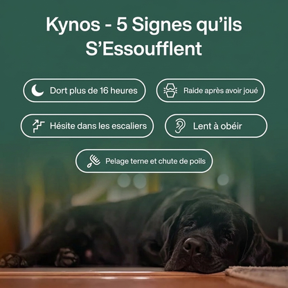 kynos